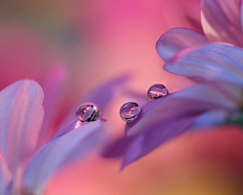 Gentle Purple Flowers Roses Drops Macro graphy Best For Tablets And Mobile Phones 3840x2160 : 13 HD wallpaper
