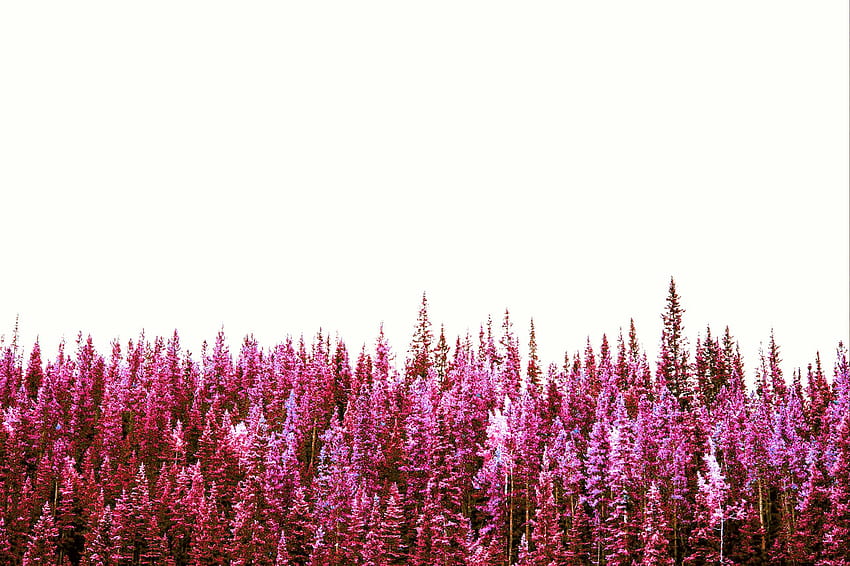 hue pink forest trees aesthetic by ▫chloe ▫, pink trees aesthetic HD wallpaper