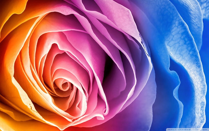 Rainbow Roses posted by Sarah Mercado, tie dye roses HD wallpaper | Pxfuel