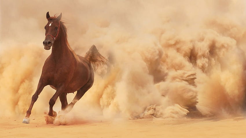 1366x768 sand, dust, runs, horse, running, horse, running horse HD wallpaper