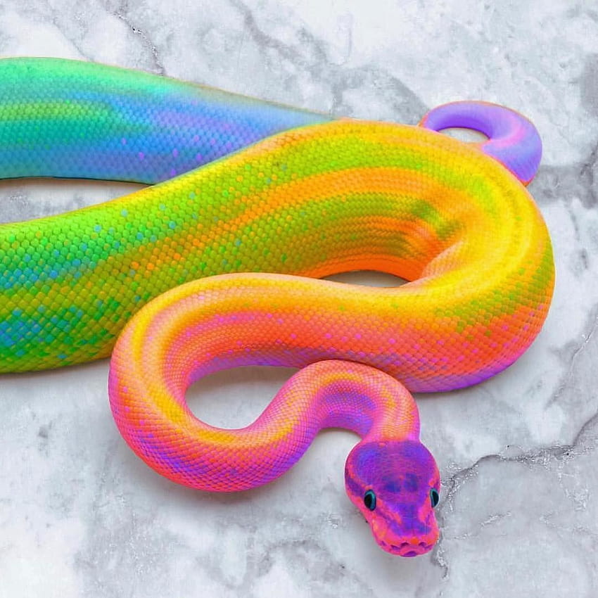 Trippy, Trippy, Neon, rainbow snake HD phone wallpaper | Pxfuel