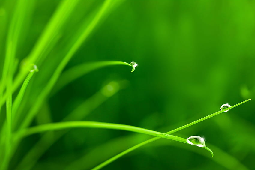 grass, morning, pure, drew, macro, nature, morning dew HD wallpaper