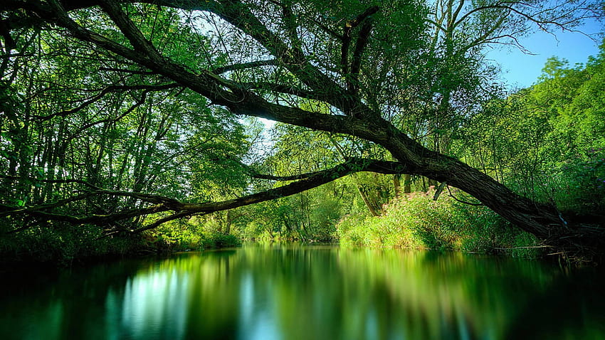 สำหรับ > ป่าอะเมซอน ป่าฝนอเมซอน วอลล์เปเปอร์ HD