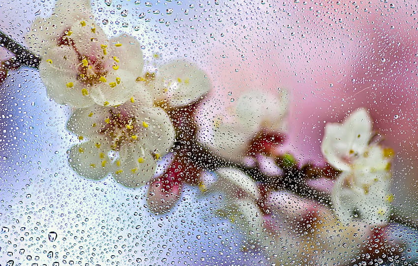 wet, glass, drops, macro, flowers, branch, spring , section макро HD wallpaper