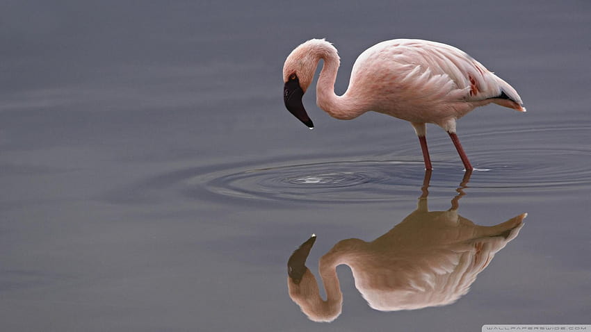 Lesser Flamingo Lake Nakuru National Park Кения ❤ HD тапет