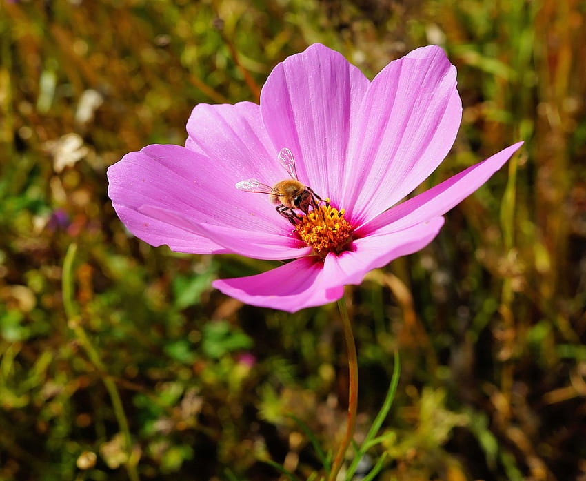 bee, bloom, blossom, close, flower, pink, pollination, wild, bee pollinator pink flower HD wallpaper