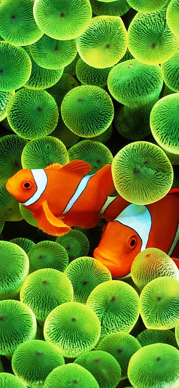 HD wallpaper: animals, Apple Inc., Clownfish, Finding Nemo, iPhone, sea,  Sea Anemones | Wallpaper Flare
