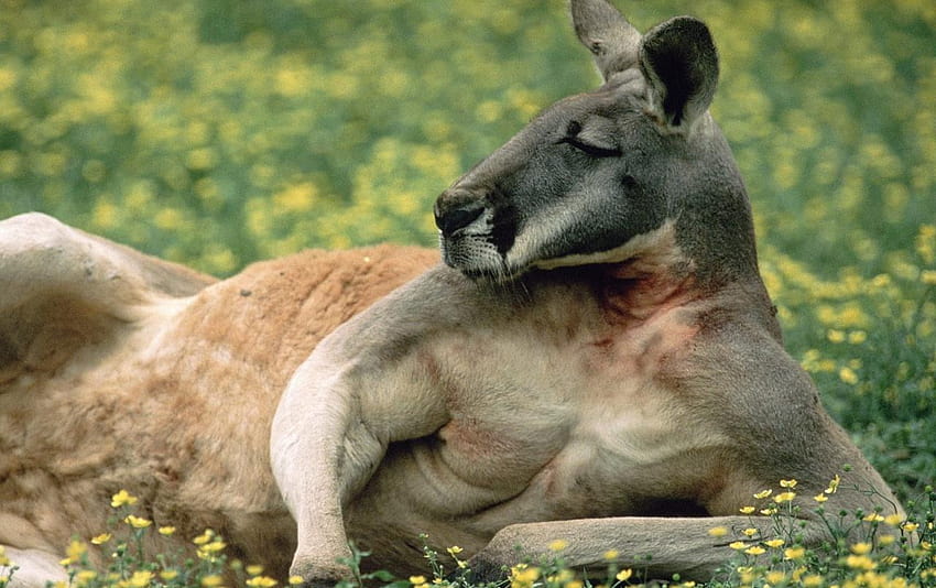 red kangaroo HD wallpaper