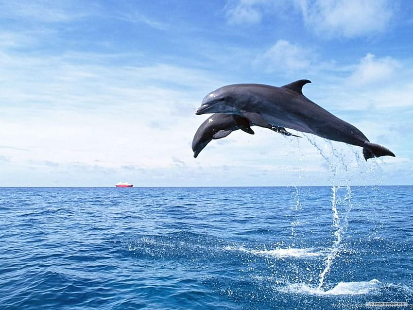 3D Dolphin Backgrounds, dolphin 3d HD wallpaper | Pxfuel