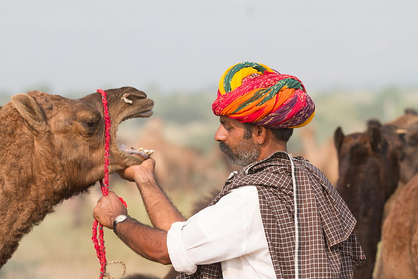 : Menschen, Indien, Farbe, Männer, Tiere, Festival, draußen, indisch, traditionell, Kamel, Grafik, Leitartikel, ethnisch, Pushkar, kulturell, Rajasthan 5184x3456 HD-Hintergrundbild
