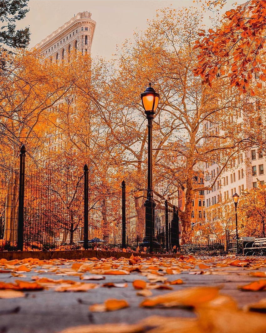 뉴욕시 가을, 도시 전망 가을 HD 전화 배경 화면