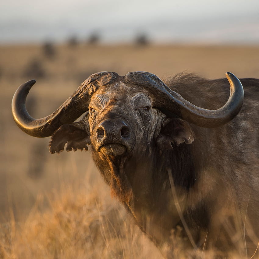 African buffalo, facts and HD phone wallpaper
