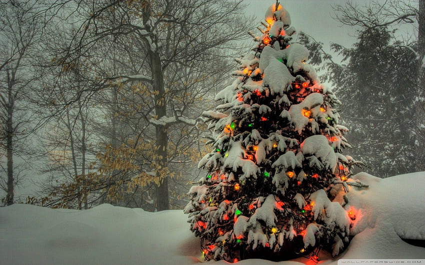 15 Weihnachtsbaum für Windows 8, Weihnachtskiefer HD-Hintergrundbild