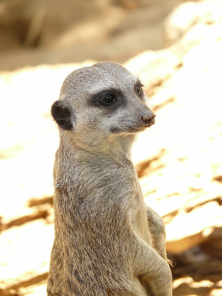 : meerkat, animal, mammal, africa, zoo, ausschau, watchguard HD phone wallpaper