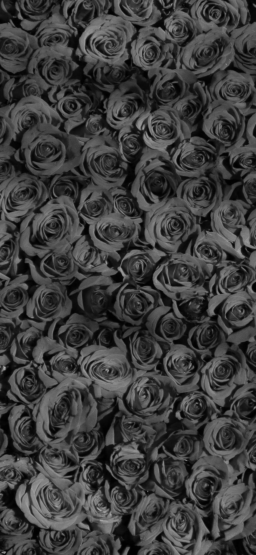 Rose Dark Bw Pattern, dark vintage grey HD phone wallpaper