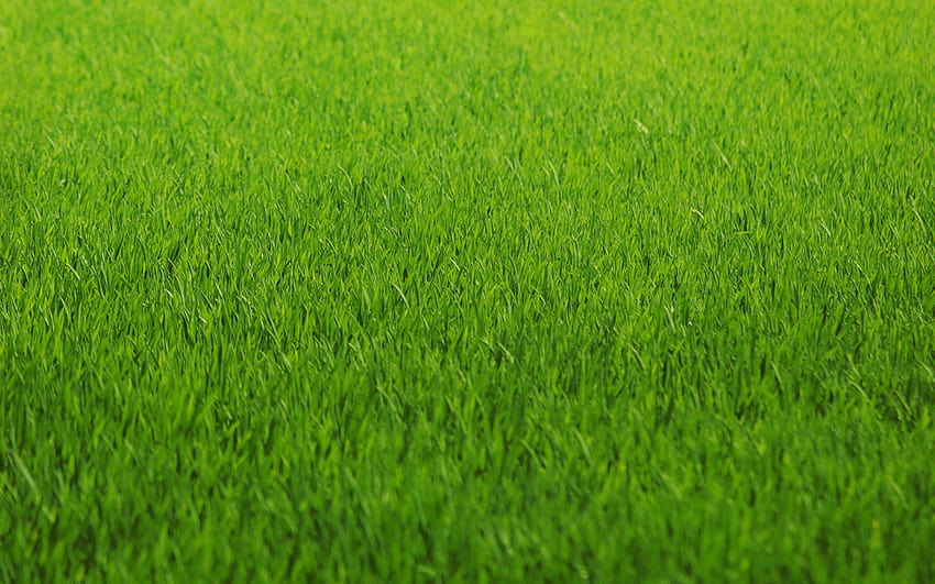 สีเขียว ธรรมชาติ หญ้า ทุ่งนา สนามหญ้า วอลล์เปเปอร์ HD