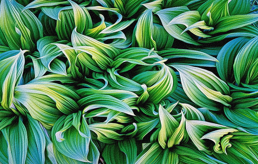 葉、抽象化、レンダリング、背景、図、植物、キャンバス、複製は Christopher Berket の作品、緑の色合い、セクション абстракции 高画質の壁紙