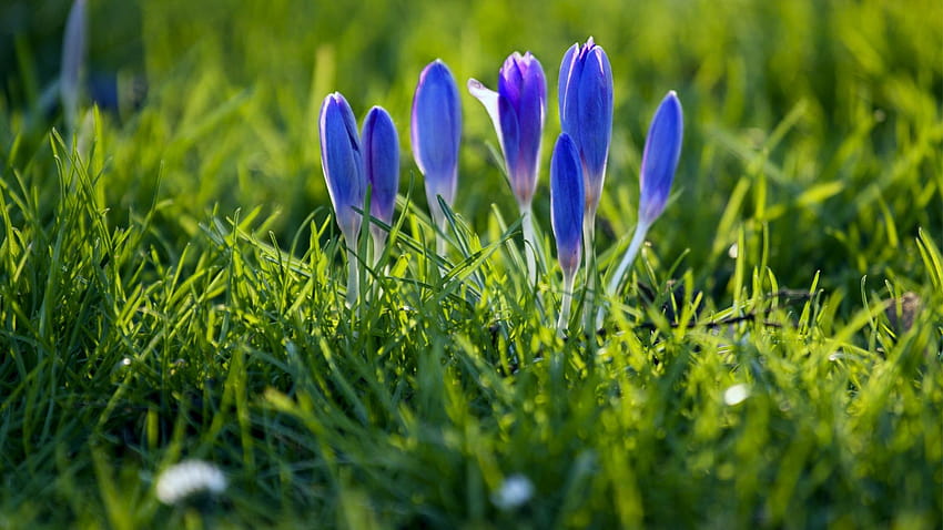 Blumen Crocus Grass Natur, blaue Krokusblumen HD-Hintergrundbild