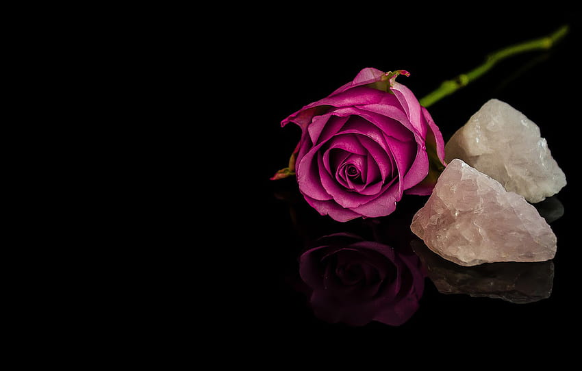 leaves, reflection, stones, pink, rose, stem, Bud, purple, black background, stones, minerals , section цветы, rose reflections HD wallpaper