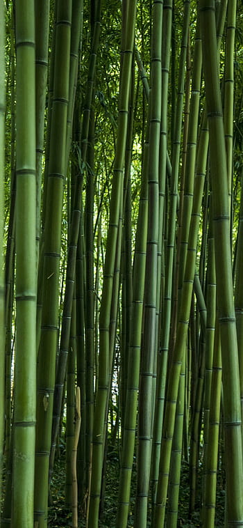 Wallpaper 3D Giant Panda Green Bamboo Forest Wall Murals Wallpapers for  Bedroom Living Room : Amazon.co.uk: DIY & Tools