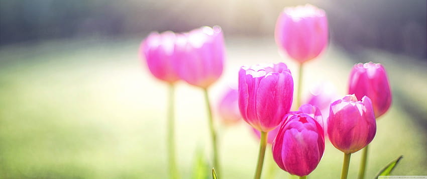 Spring Tulips Sunshine for Ultra [3440x1440] for your , Mobile & Tablet, spring 3440x1440 HD wallpaper