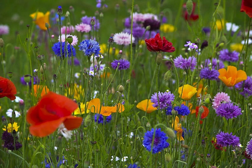 Frühlingswiese, Frühlingswiese HD-Hintergrundbild