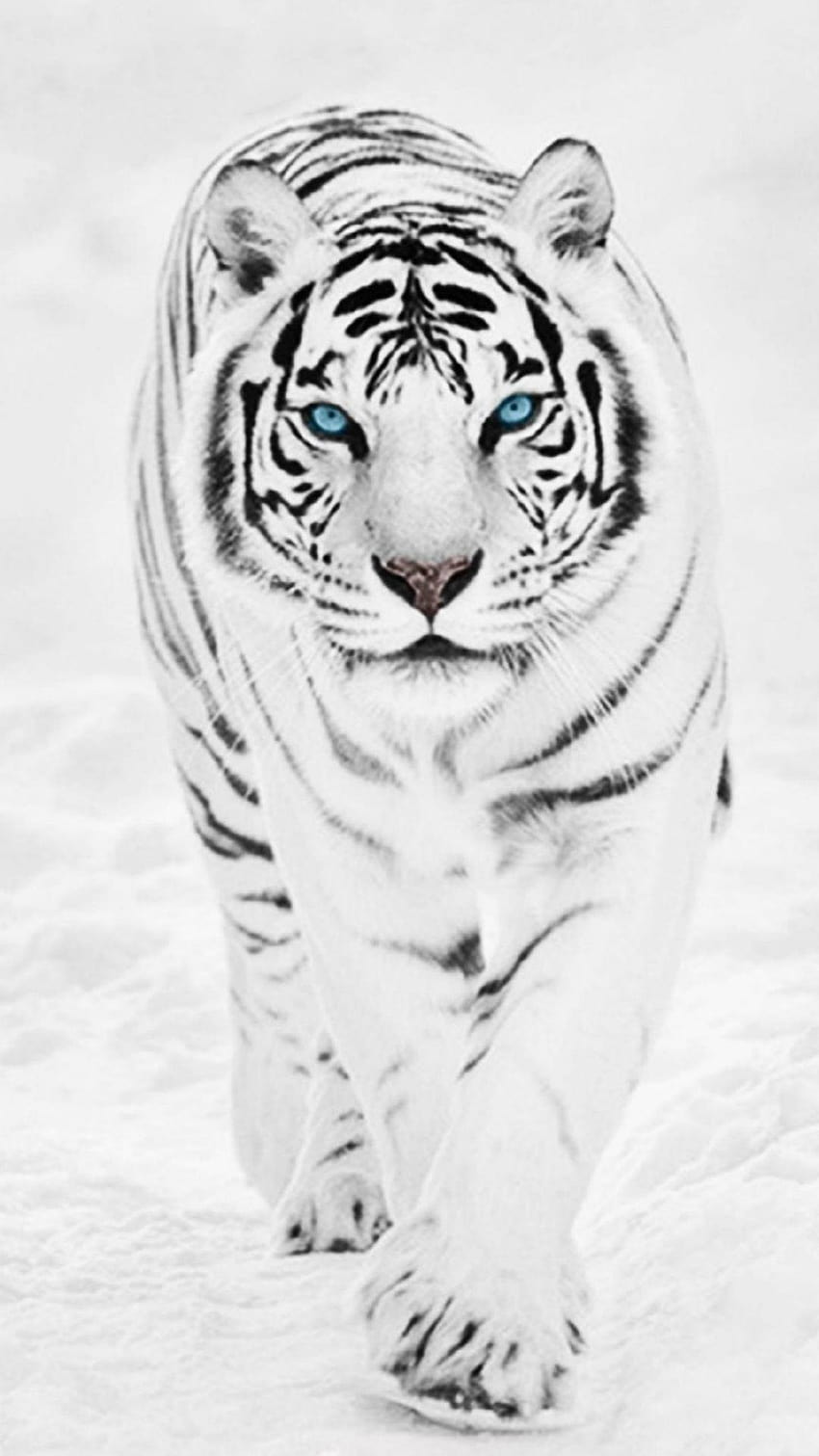 Premium Photo  A white tiger with blue eyes sits on a rock