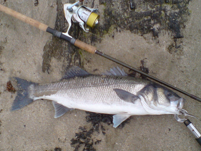 Cast, Hook and Strike. Sea Bass Fishing Blog.: The Before and After HD wallpaper