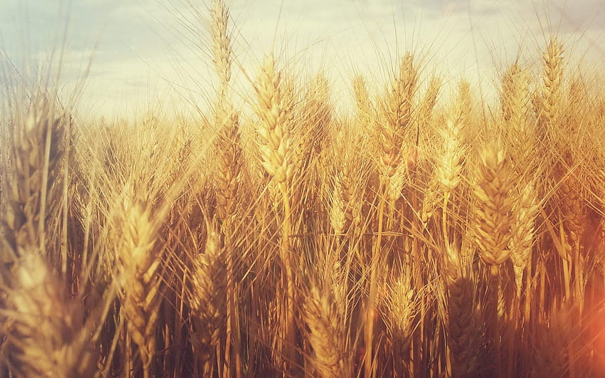 Best 5 Wheat Grain on Hip, cool wheat HD wallpaper
