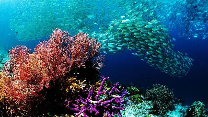 Animals fishes underwater water ocean sea colors school swim reef, ocean reef HD wallpaper