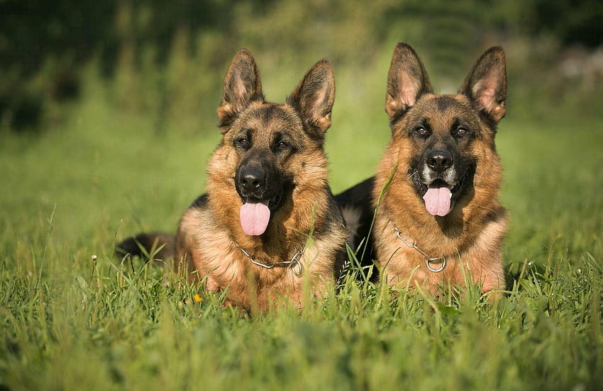 Police german shepherd – Dogs in our life blog HD wallpaper | Pxfuel