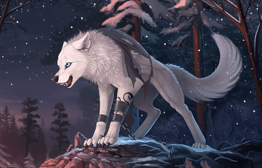 18486 furry wolf, wolfs HD wallpaper
