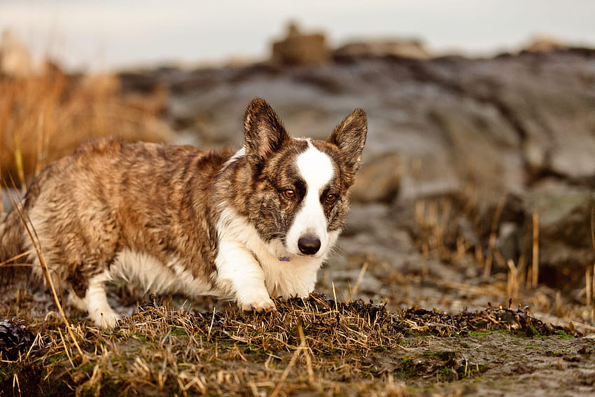 File:Welsh Corgi Cardigan, Dog.jpg, walisischer Pembroke-Corgi HD-Hintergrundbild