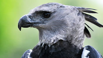 Harpy Eagle  San Diego Zoo Animals & Plants