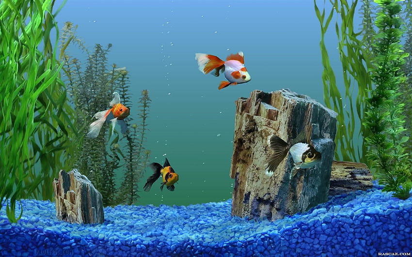 Aquarienfische HD-Hintergrundbild