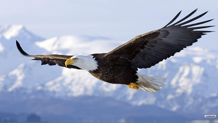of eagle flying, the eagle HD wallpaper