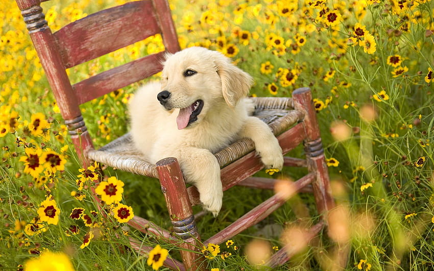 4 Spring Dog, spring time puppys HD wallpaper