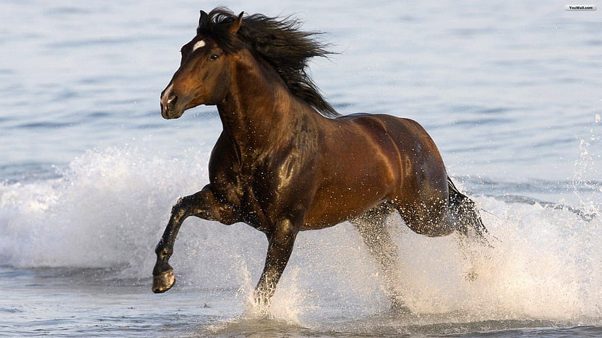 's : «Brown Horse Running » ม้าอาหรับสีน้ำตาล วอลล์เปเปอร์ HD