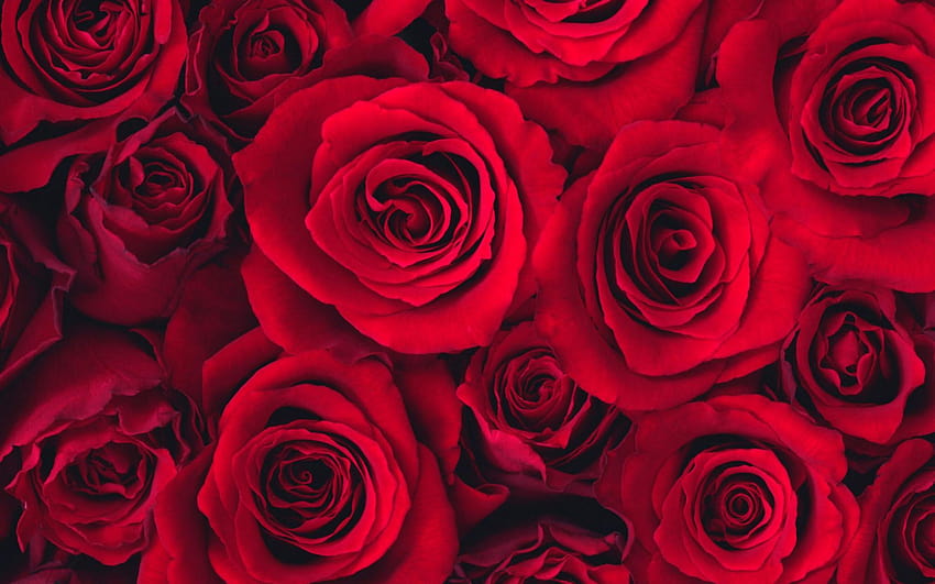 Red Roses HD wallpaper | Pxfuel
