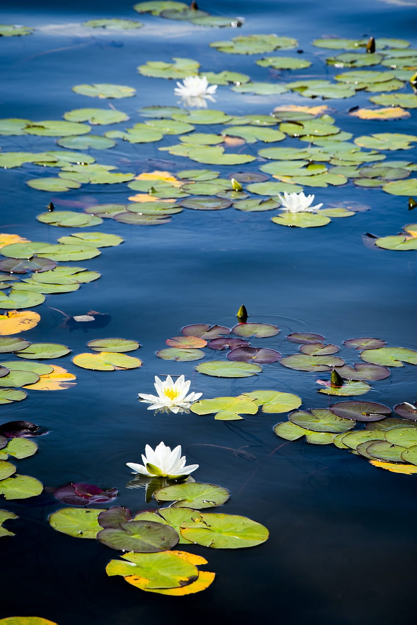 50 Water Lily, waterlily HD phone wallpaper