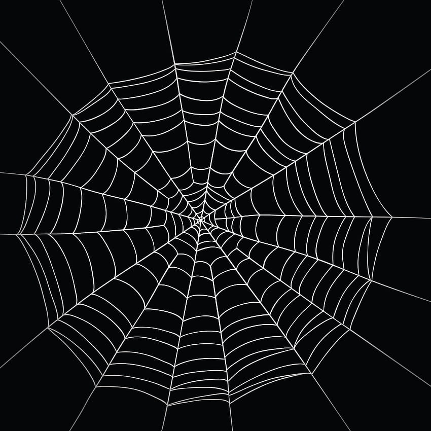 Most viewed Spider Web, spider net HD phone wallpaper | Pxfuel