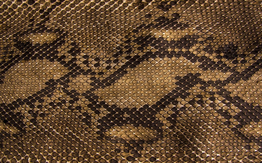 snake skin backgrounds [2880x1800] for your , Mobile & Tablet, snake texture HD wallpaper