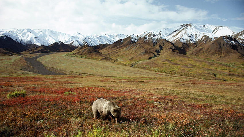Grizzly Bear In Denali National Park Alaska, denali national park and preserve HD wallpaper