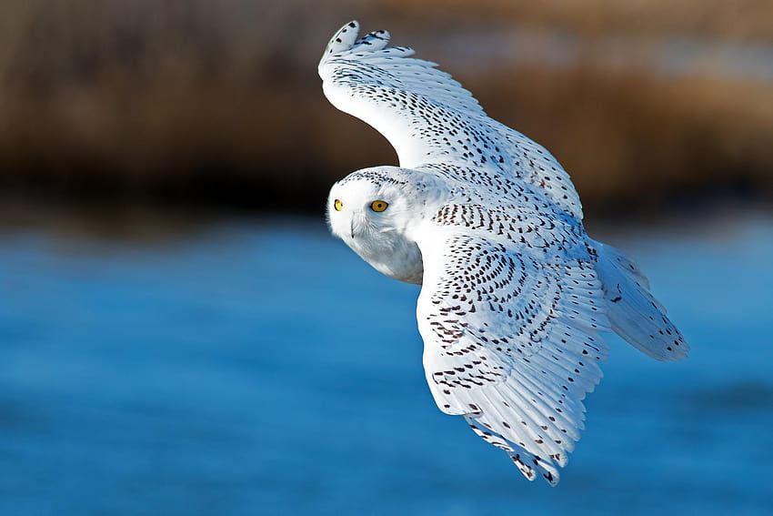 Snowy Owl, Snowy Owl, Bird, Flying, Wings HD wallpaper