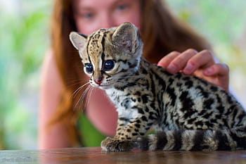 are ocelots fast