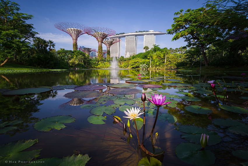 : morning, flower, gardens, by, Marina, bay, Singapore, Lotus, south, sands, mbs, supertrees 2048x1367, gardens by the bay HD wallpaper