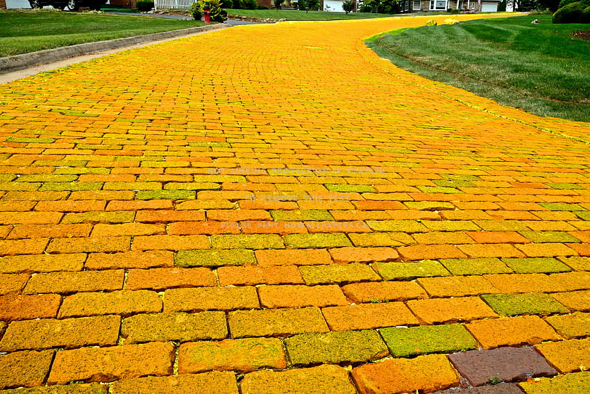adeus estrada de tijolos amarelos siga a natureza papel de parede HD