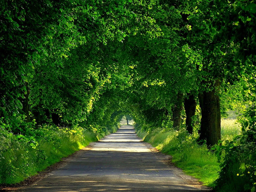 Forests: Nature Green Walk Park Beautiful Path Trees Spring Forest, beautiful road HD wallpaper