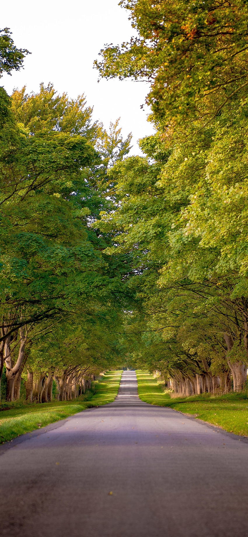 Road, trees, green, summer 1242x2688 iPhone 11 Pro/XS Max , background, iphone ireland summer HD phone wallpaper