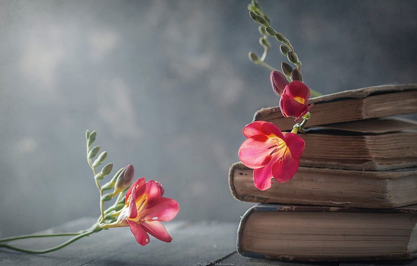 flowers, style, background, books, sia , section стиль, books spring HD wallpaper